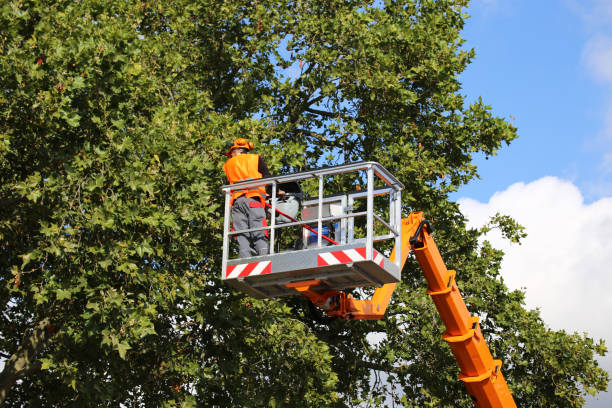 Best Tree Care Services  in Trafford, PA